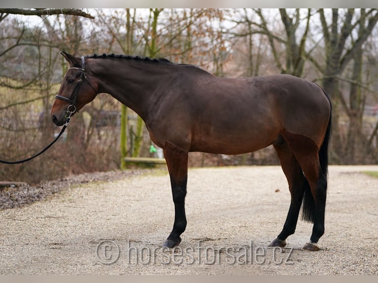 Czech Warmblood Stallion 9 years 17,1 hh Brown in Region Prag