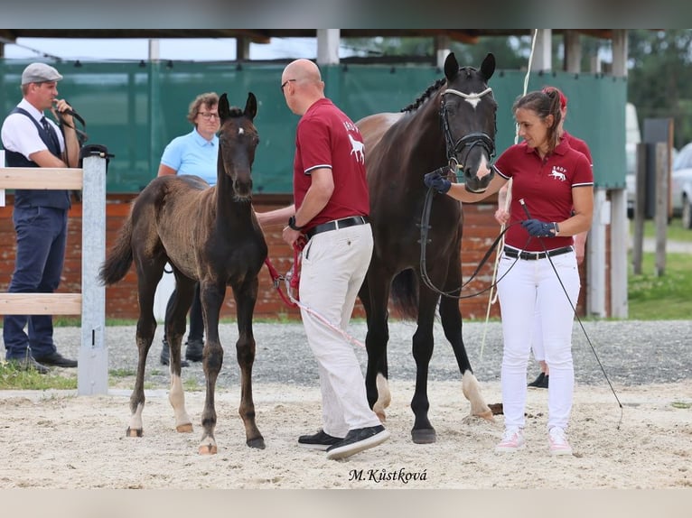 Czech Warmblood Stallion Foal (04/2024) 16,1 hh Black in Vysinka / Trutnov