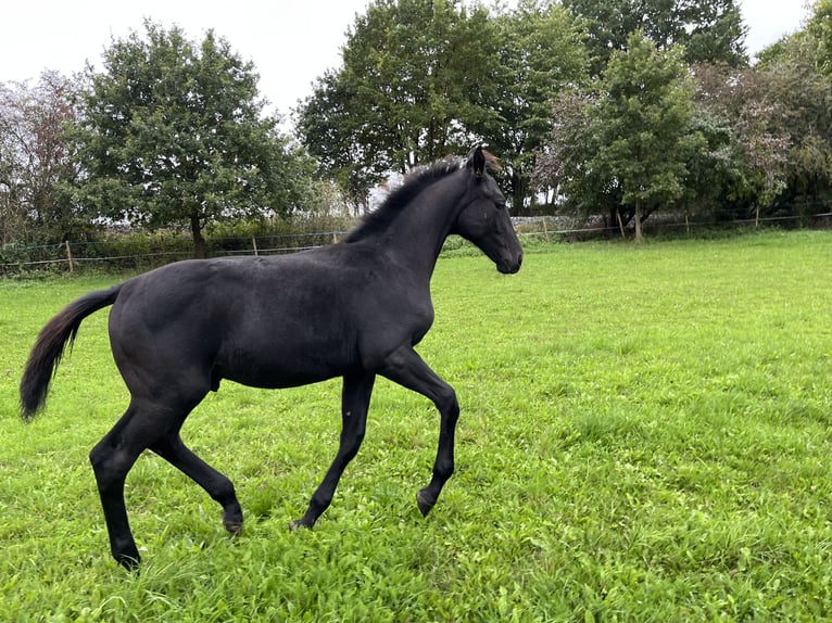 Czech Warmblood Stallion Foal (05/2025) Can be white in Krsice
