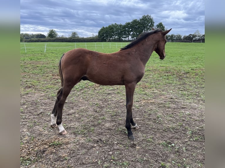 Czech Warmblood Stallion Foal (05/2025) in Krsice
