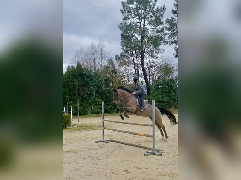 Czeski koń gorącokrwisty (CSFR) Wałach 16 lat 165 cm Ciemnogniada in Vigo