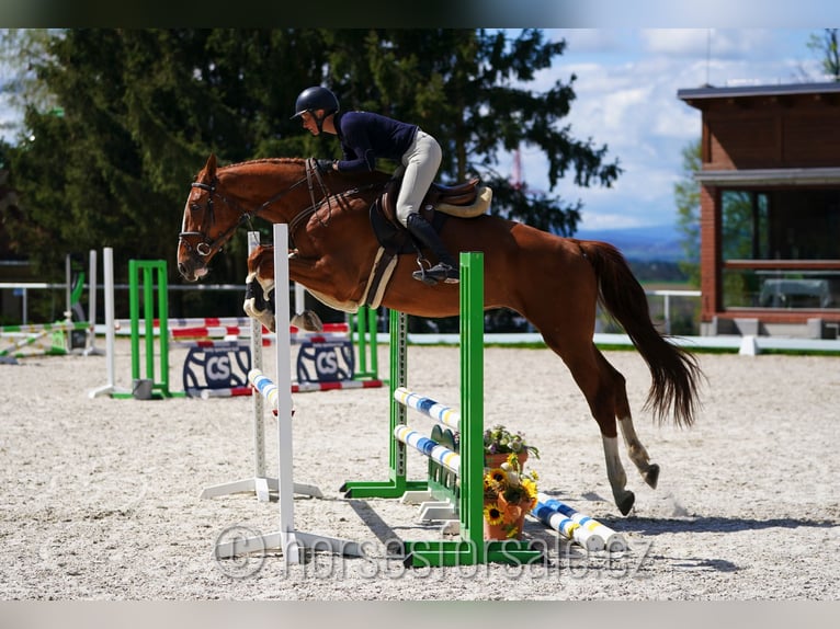 Czeski koń gorącokrwisty (CSFR) Wałach 4 lat 175 cm Kasztanowata in Ceske Budejovice