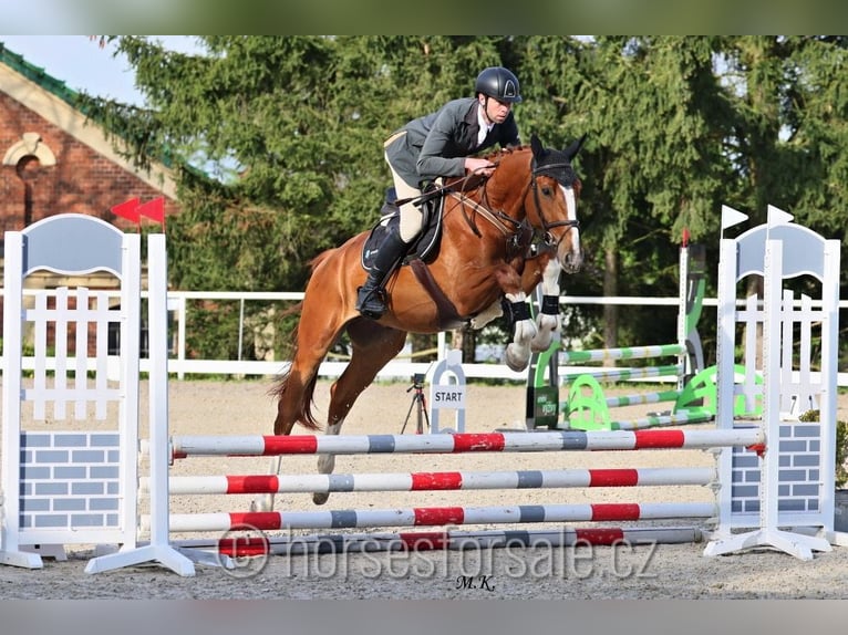 Czeski koń gorącokrwisty (CSFR) Wałach 4 lat 175 cm Kasztanowata in Ceske Budejovice