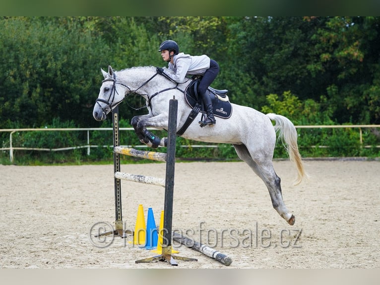 Czeski koń gorącokrwisty Klacz 10 lat 163 cm Siwa in Ceske Budejovice