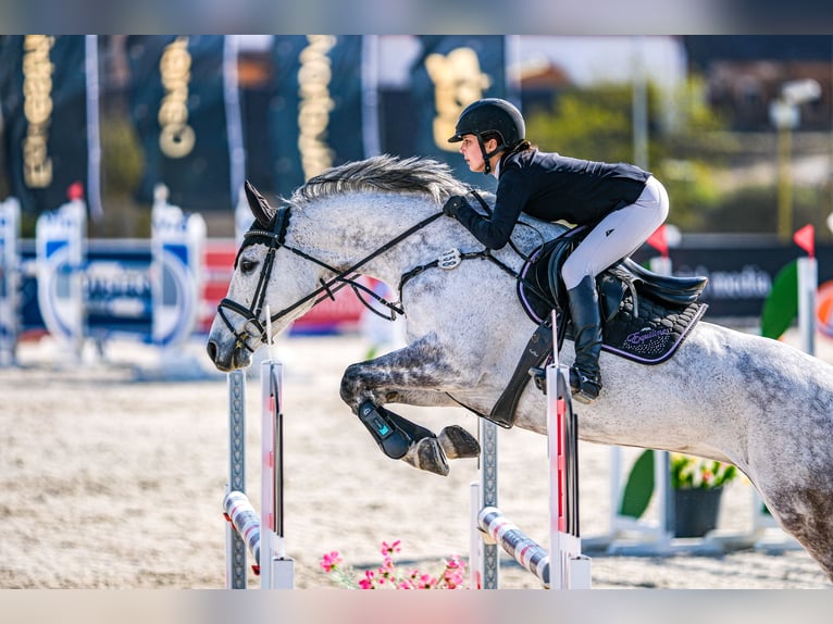 Czeski koń gorącokrwisty Klacz 10 lat 163 cm Siwa in Třeboň