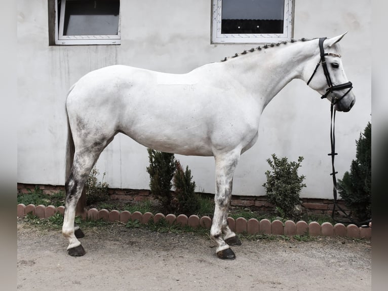 Czeski koń gorącokrwisty Klacz 10 lat 169 cm Siwa in Prag
