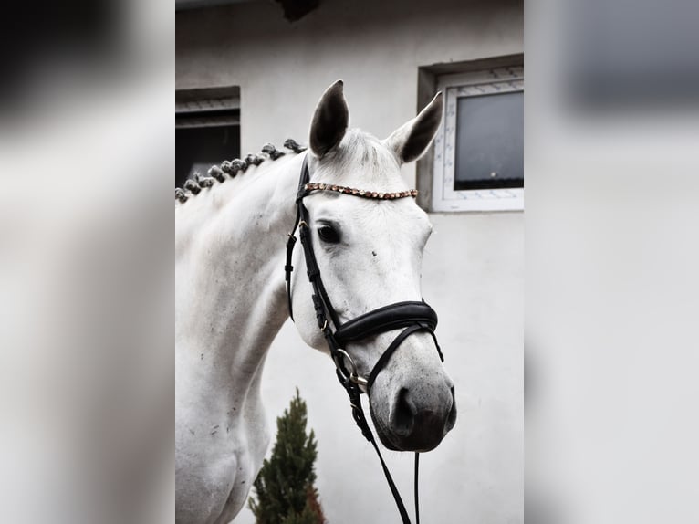 Czeski koń gorącokrwisty Klacz 10 lat 169 cm Siwa in Prag