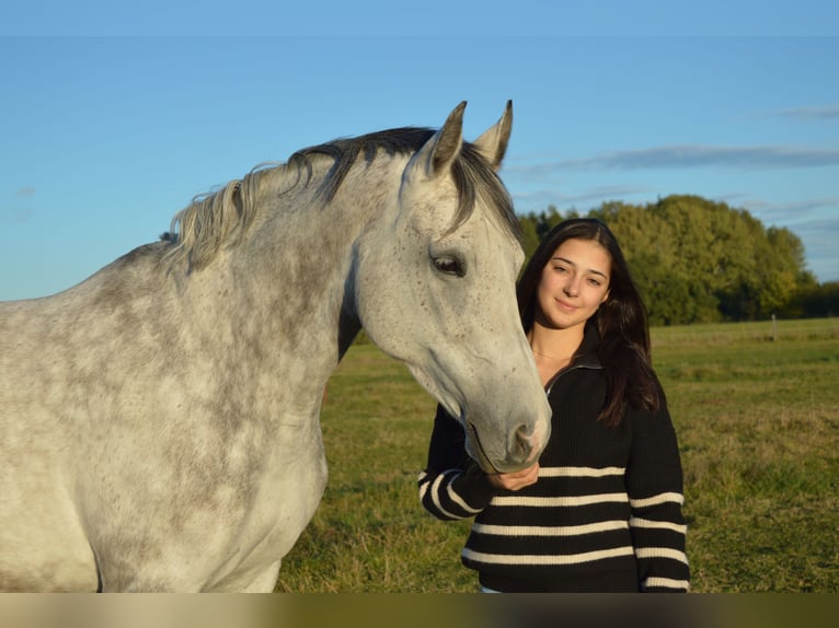 Czeski koń gorącokrwisty Klacz 11 lat 163 cm Siwa in Třeboň