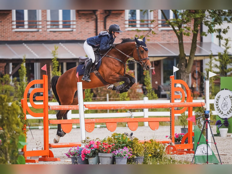 Czeski koń gorącokrwisty Klacz 11 lat 165 cm Gniada in Mladecko
