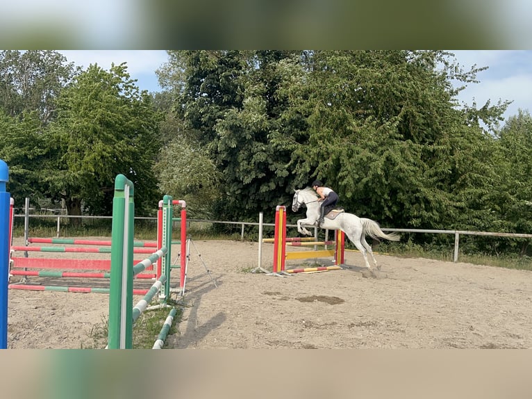 Czeski koń gorącokrwisty Klacz 11 lat Siwa in Malsch