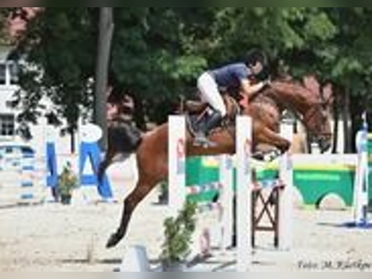 Czeski koń gorącokrwisty Klacz 12 lat 165 cm Gniada in PRIBRAM