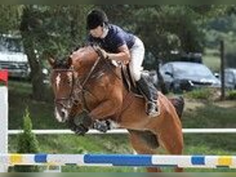 Czeski koń gorącokrwisty Klacz 12 lat 165 cm Gniada in PRIBRAM