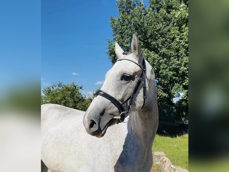 Czeski koń gorącokrwisty Klacz 12 lat 168 cm Siwa in Mladá Boleslav