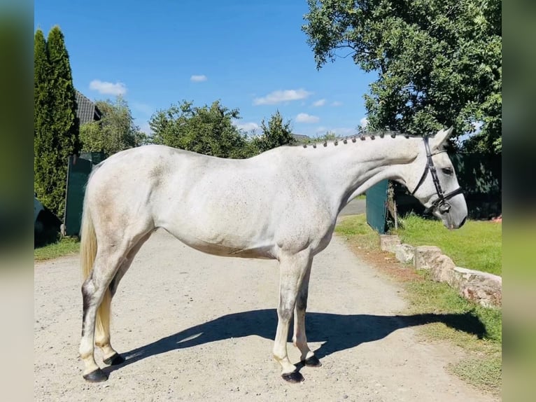 Czeski koń gorącokrwisty Klacz 12 lat 168 cm Siwa in Mladá Boleslav