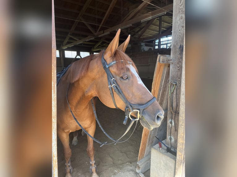 Czeski koń gorącokrwisty Klacz 14 lat 158 cm Kasztanowata in Wiesenbach