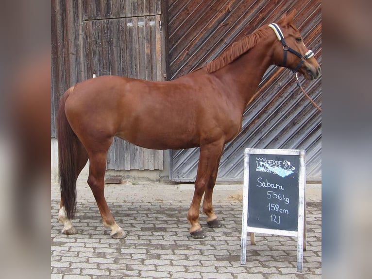 Czeski koń gorącokrwisty Klacz 15 lat 158 cm Kasztanowata in Wiesenbach