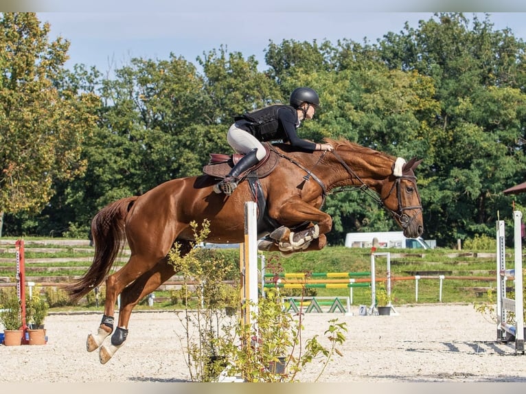 Czeski koń gorącokrwisty Klacz 15 lat 167 cm Ciemnokasztanowata in Třebíč