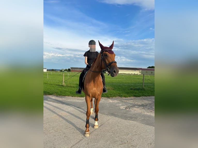 Czeski koń gorącokrwisty Klacz 16 lat 172 cm Kasztanowata in Oberursel