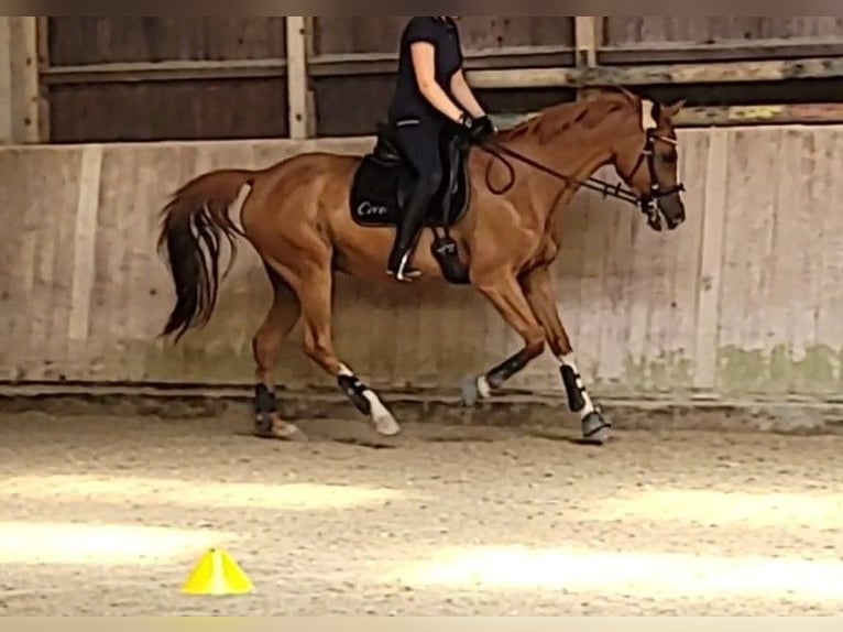 Czeski koń gorącokrwisty Mix Klacz 18 lat 161 cm Kasztanowata in Heidelberg