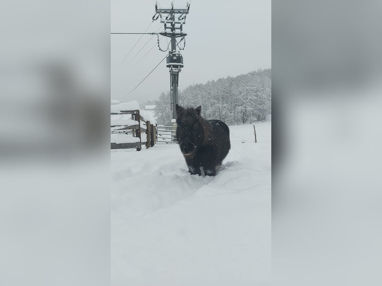 Czeski koń gorącokrwisty Klacz 18 lat 170 cm Gniadodereszowata in Lasberg