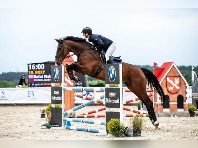 Czeski koń gorącokrwisty Klacz 18 lat 175 cm Gniada in Inwałd