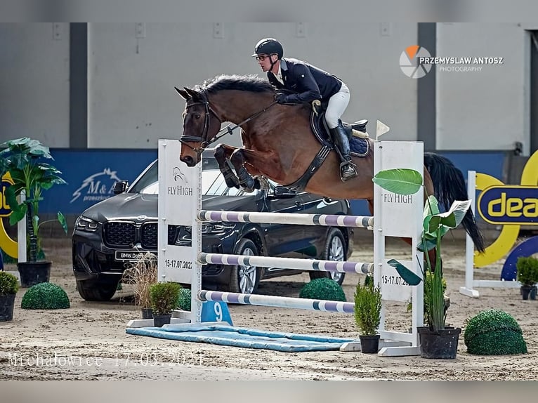 Czeski koń gorącokrwisty Klacz 18 lat 175 cm Gniada in Inwałd