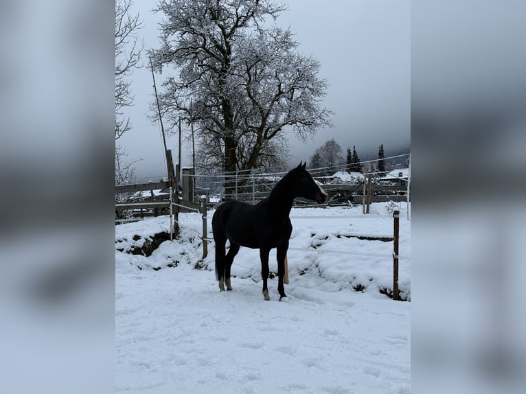 Czeski koń gorącokrwisty Klacz 19 lat 160 cm Kara in Afritz