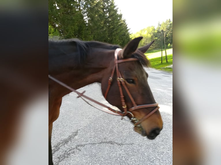 Czeski koń gorącokrwisty Klacz 19 lat 170 cm Gniadodereszowata in Lasberg