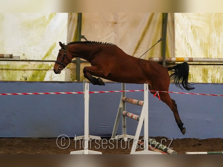 Czeski koń gorącokrwisty Klacz 4 lat 160 cm Gniada in Ceske Budejovice