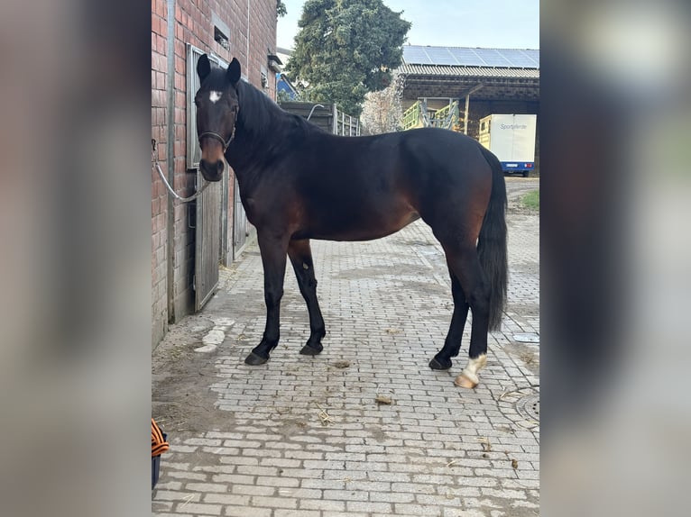 Czeski koń gorącokrwisty Klacz 4 lat 164 cm Ciemnogniada in RheinbergRheinberg