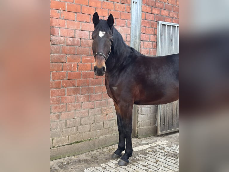 Czeski koń gorącokrwisty Klacz 4 lat 164 cm Ciemnogniada in RheinbergRheinberg