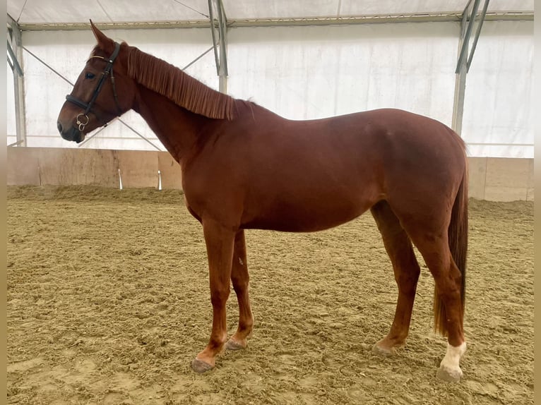 Czeski koń gorącokrwisty Klacz 4 lat 170 cm Ciemnokasztanowata in Brno