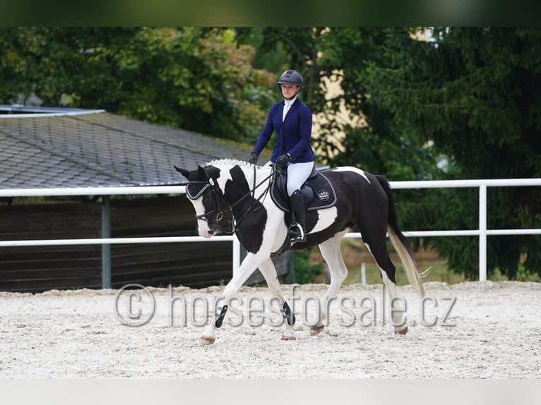 Czeski koń gorącokrwisty Klacz 4 lat 171 cm Srokata in Beroun