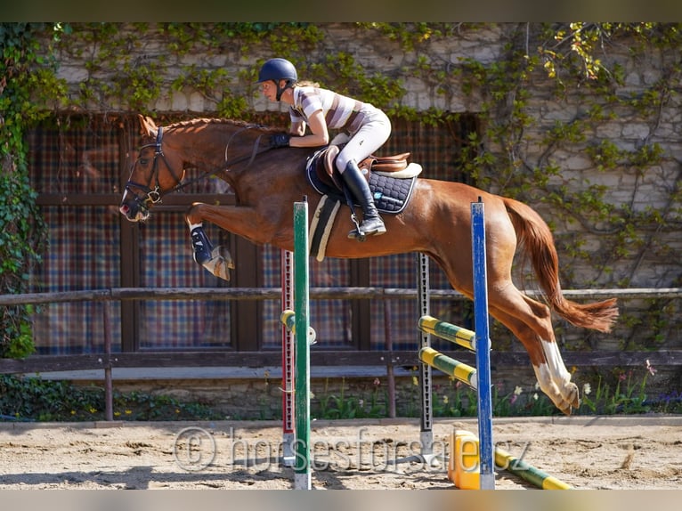 Czeski koń gorącokrwisty Klacz 6 lat 166 cm Kasztanowata in Karlovy Vary