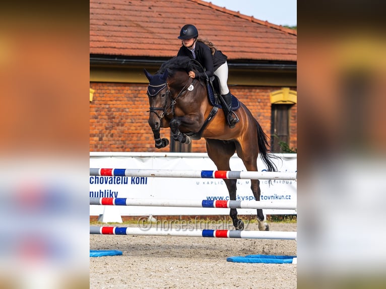 Czeski koń gorącokrwisty Klacz 6 lat 172 cm Ciemnogniada in Tyn nad Vltavou