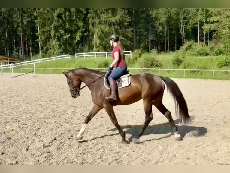 Czeski koń gorącokrwisty Klacz 6 lat 172 cm Ciemnogniada in Pelmberg