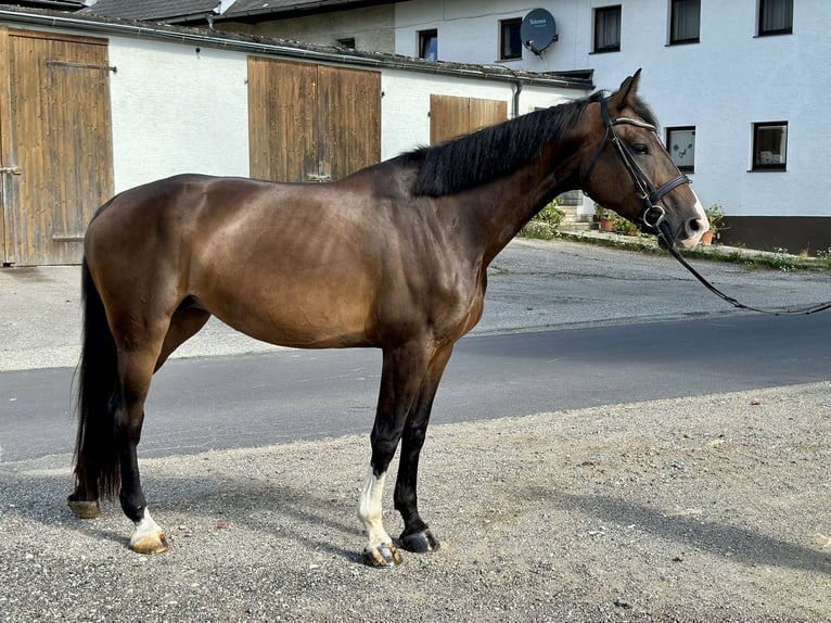 Czeski koń gorącokrwisty Klacz 6 lat 172 cm Ciemnogniada in Pelmberg