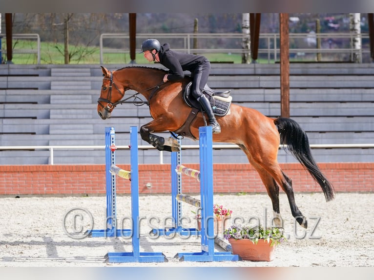 Czeski koń gorącokrwisty Klacz 6 lat 172 cm Gniada in Ceske Budejovice