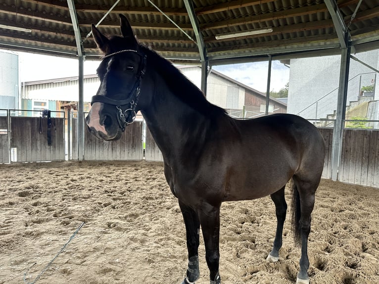 Czeski koń gorącokrwisty Klacz 7 lat 165 cm Ciemnogniada in Abtwil