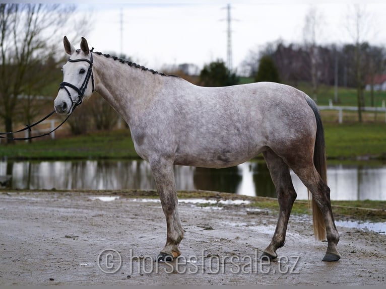 Czeski koń gorącokrwisty Klacz 7 lat 168 cm Siwa in Ceske Budejovice