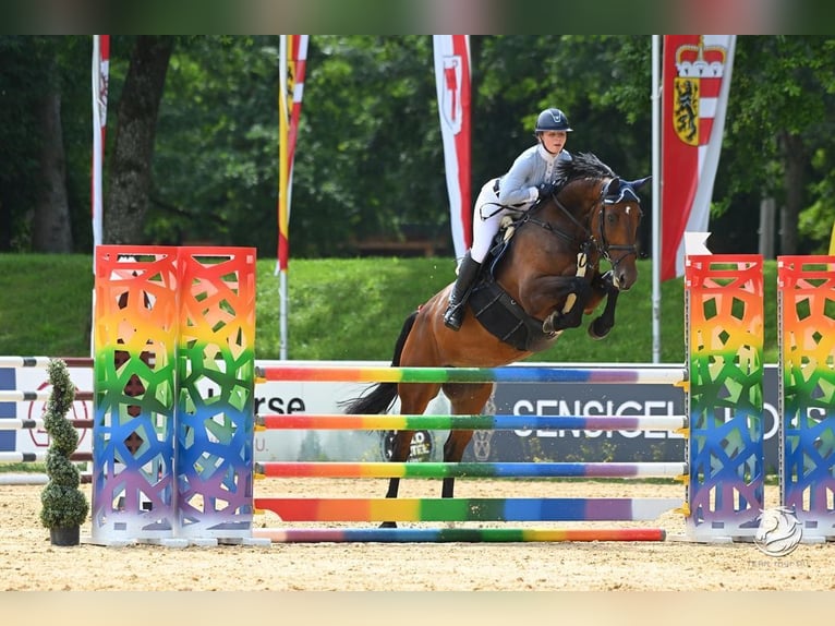 Czeski koń gorącokrwisty Klacz 7 lat 169 cm Gniada in Loiching