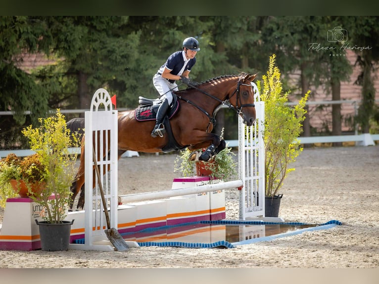 Czeski koń gorącokrwisty Klacz 7 lat 170 cm Gniada in Opalice