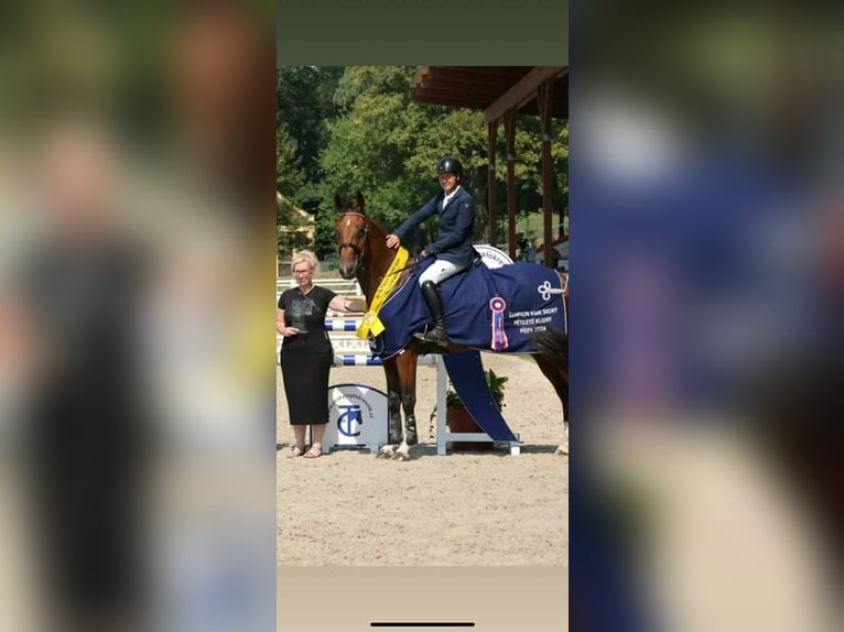 Czeski koń gorącokrwisty Klacz 7 lat 170 cm Gniada in Opalice