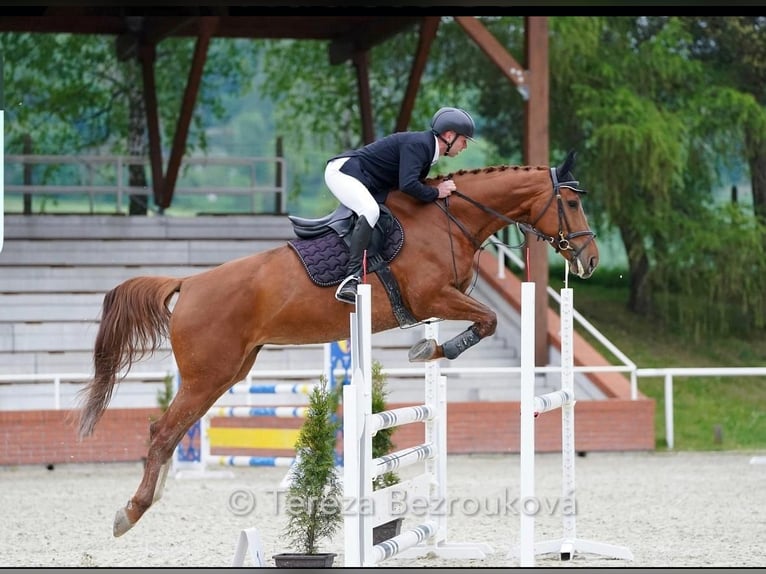 Czeski koń gorącokrwisty Klacz 7 lat 174 cm Kasztanowata in Kromeriz