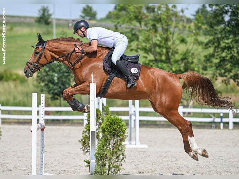 Czeski koń gorącokrwisty Klacz 7 lat 174 cm Kasztanowata in Kromeriz