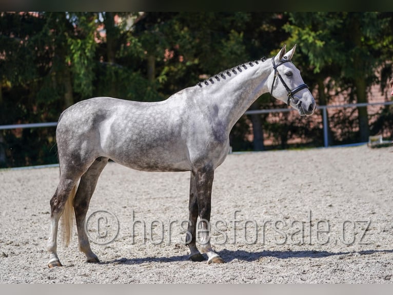 Czeski koń gorącokrwisty Klacz 8 lat 168 cm Siwa in Ceske Budejovice