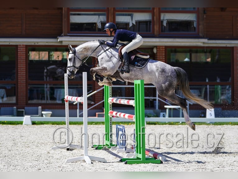 Czeski koń gorącokrwisty Klacz 8 lat 168 cm Siwa in Ceske Budejovice