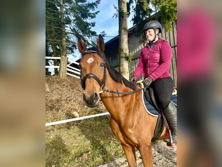 Czeski koń gorącokrwisty Klacz 9 lat 160 cm Gniada in Pelmberg