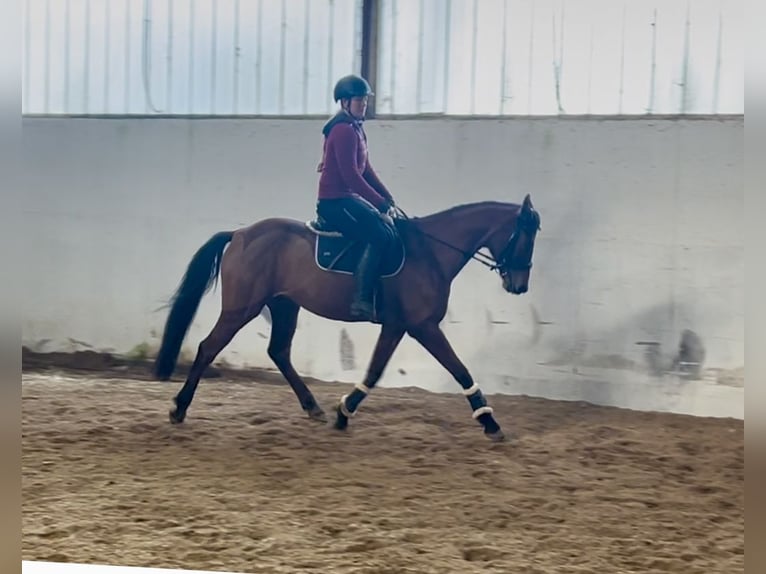 Czeski koń gorącokrwisty Klacz 9 lat 160 cm Gniada in Pelmberg