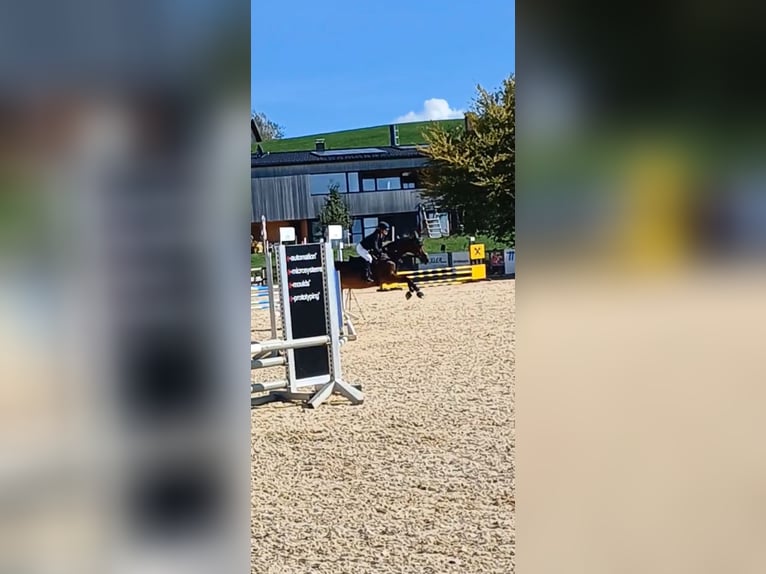 Czeski koń gorącokrwisty Klacz 9 lat 168 cm Gniada in Dornbirn